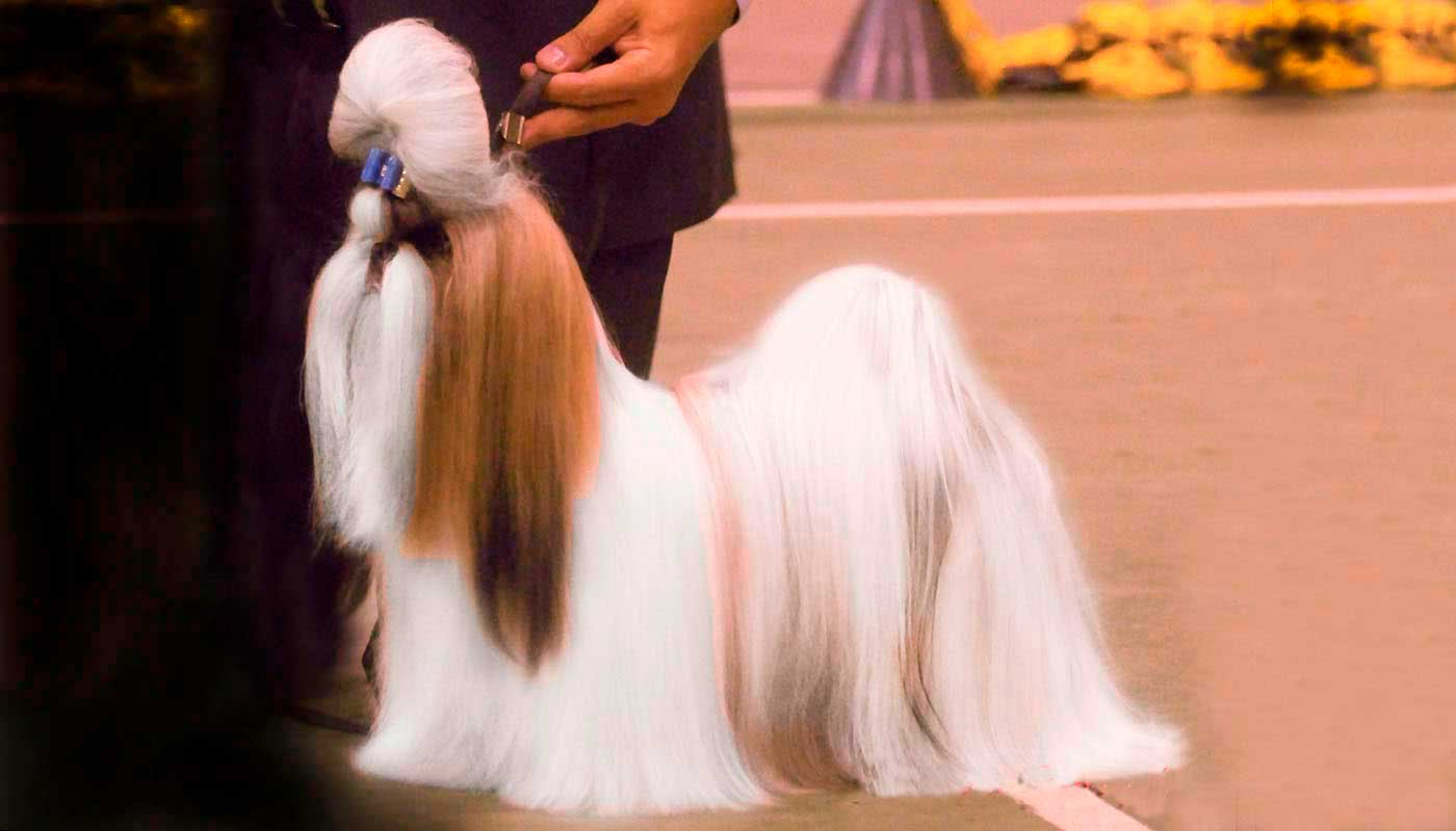 shih tzu filhote