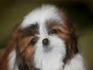 shih-tzu