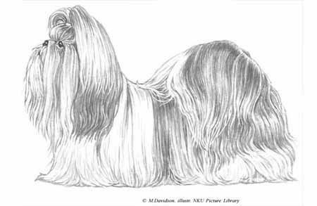 padrao do shih tzu