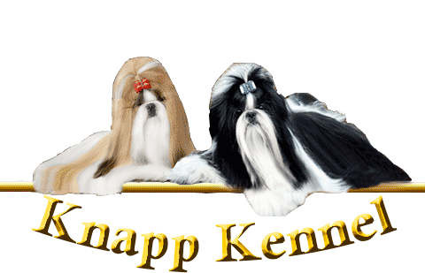 canil de shih tzu Knapp canil-shih-tzu-knapp